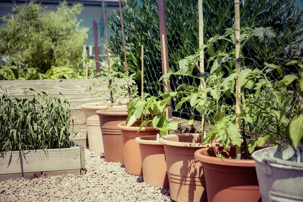 Guerrilha jardinagem criação de tomate — Fotografia de Stock