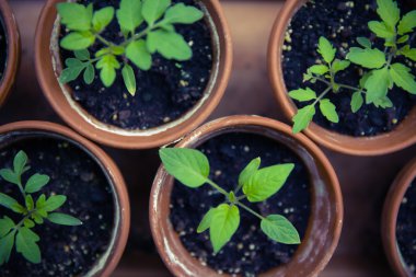 kentsel Bahçe yetiştiriciliği