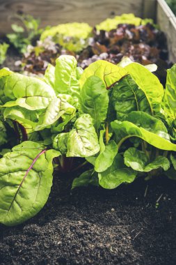 taze biyo yaprak salata yatak kaldırdı