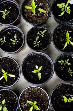 kentsel Bahçe yetiştiriciliği