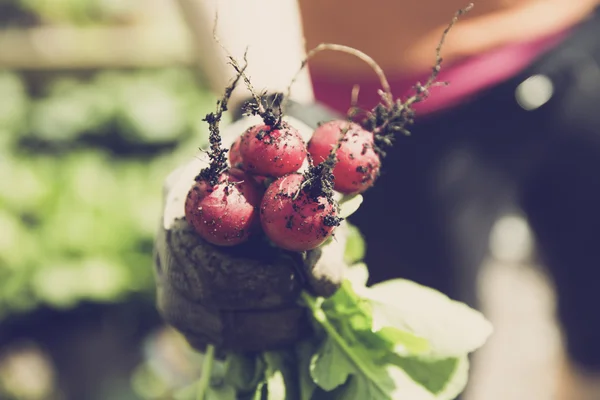 Jardinería urbana bio jardín rábano — Foto de Stock