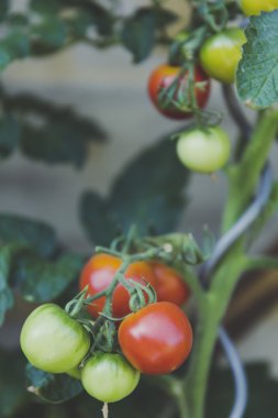 taze biyo biftek domates