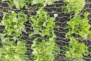 taze biyo yaprak salata