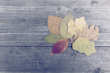 Renkli sonbahar yaprakları