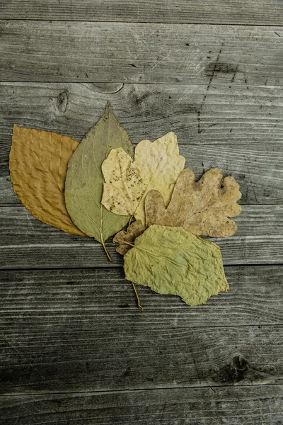 Colorful autumn foliage — Stock Photo, Image