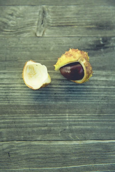 Konker chestnut warna-warni musim gugur — Stok Foto