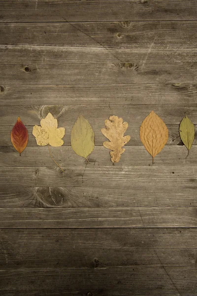 Kleurrijk herfstblad — Stockfoto