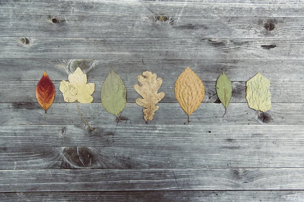 Dedaunan musim gugur berwarna-warni — Stok Foto