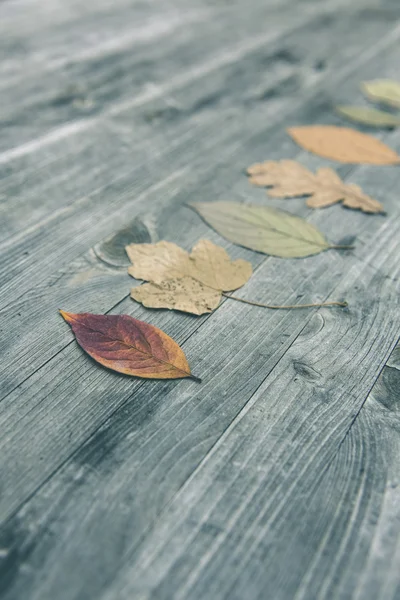 Colorful autumn foliage — Stock Photo, Image