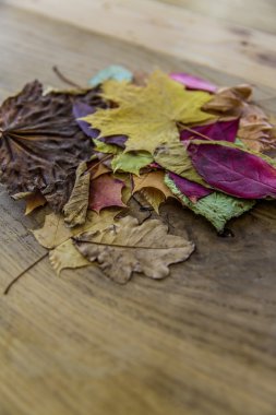 stack of colorful autumn leaves clipart