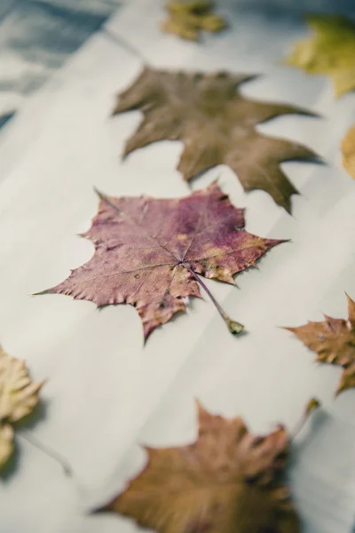 Stack of colorful autumn leaves — Stock Photo, Image