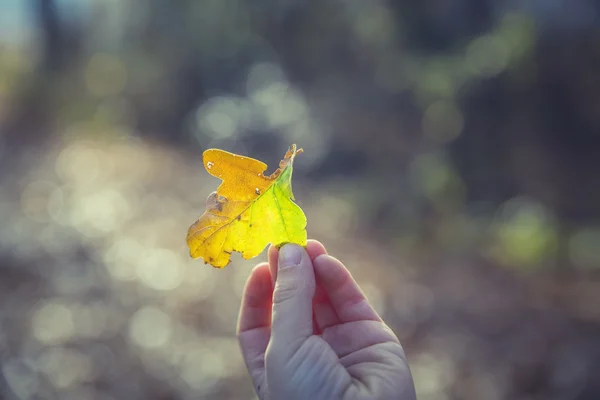 Pilha de folhas de outono coloridas — Fotografia de Stock