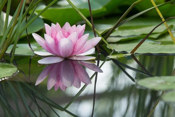 Розовый цветок лотоса на пруду — стоковое фото