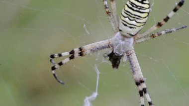 Kadar yakın bir böcek yeme net bir örümcek