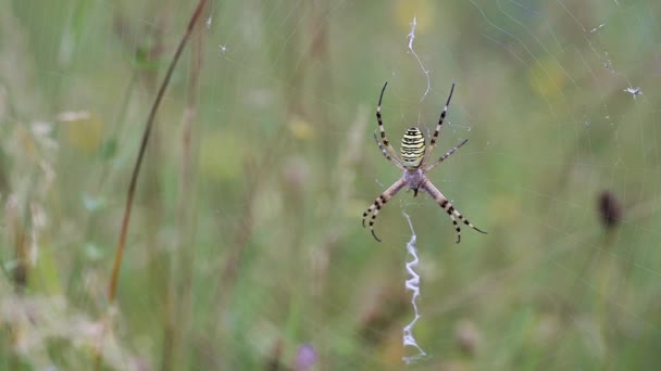 Närbild av en spindel i nätet äta en insekt — Stockvideo