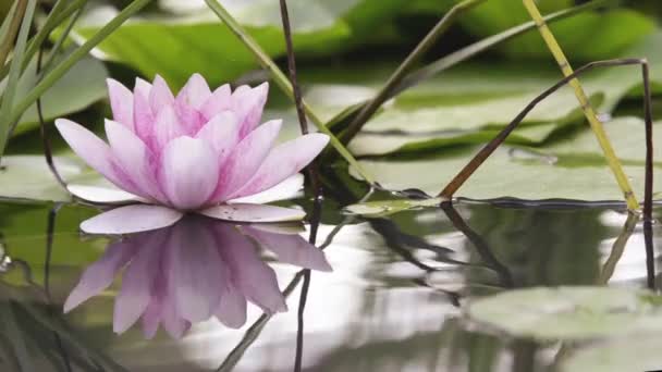 Rosa lotusblomma på en damm — Stockvideo