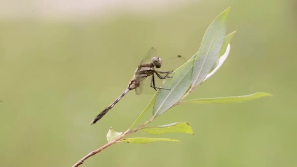 La libélula acercan el movimiento sobre la hoja — Vídeo de stock