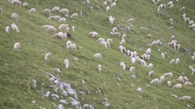 Yüz karası bir dağ çayır otlatma ile koyun sürüsü