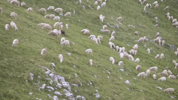 Rebanho de ovelhas com ovelhas negras pastando em um prado de montanha — Vídeo de Stock