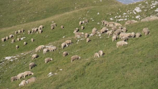 Gregge di pecore al pascolo in un prato di montagna — Video Stock