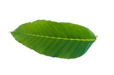 Beyaz arkaplanda yaprak