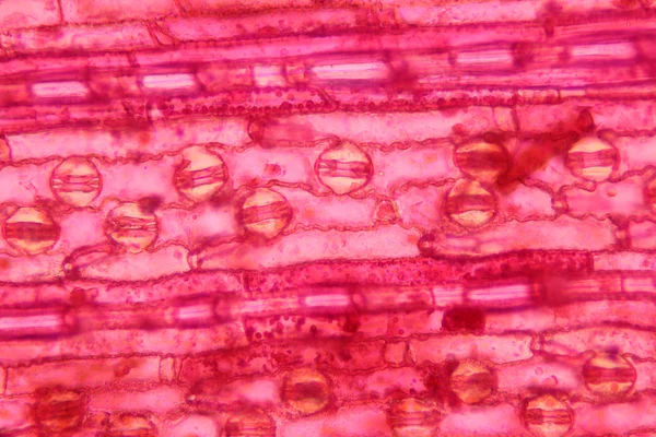 Plant cell surface of leaf under microscope — Stock Photo, Image