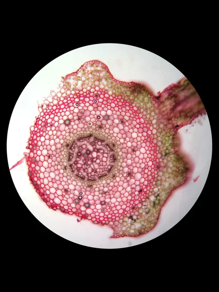 Cross section of plant stem — Stock Photo, Image