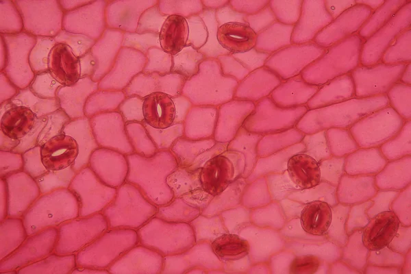 Tanaman permukaan sel daun di bawah mikroskop — Stok Foto