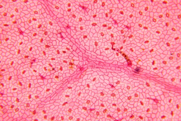 Plant cell surface of leaf under microscope — Stock Photo, Image