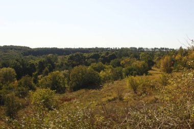 Sonbaharda ağaçlar ormanı