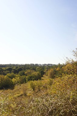 Ağaçlı ve yeşil yapraklı güzel sonbahar manzarası