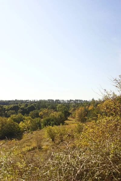 Ağaçlı ve yeşil yapraklı güzel sonbahar manzarası