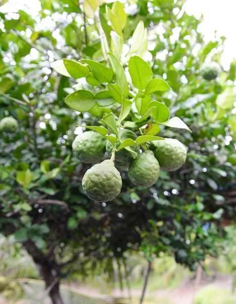 Árbol bergamota —  Fotos de Stock