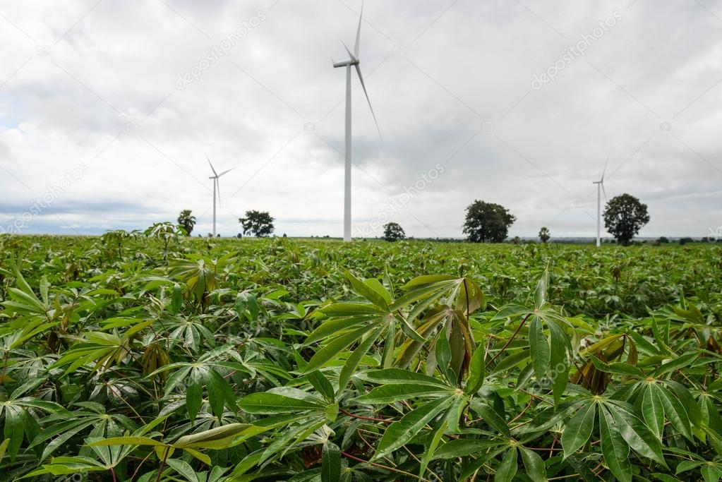 Wind turbine in cassava plantation