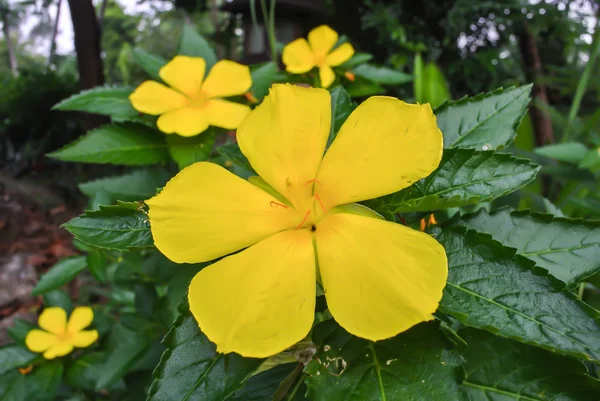 Flores amarelas no groung — Fotografia de Stock