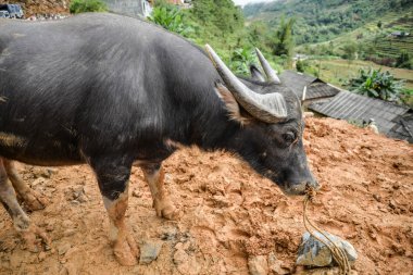 Manda manda markette bağlı