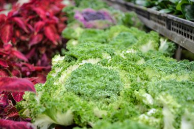 arka plan için yeşil salata