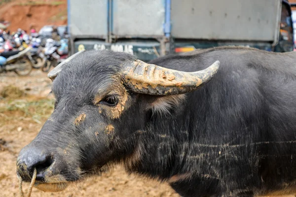 Буффало связали на буйволином рынке — стоковое фото