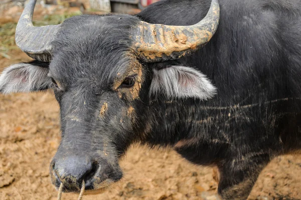 Buffalo związany na rynku bawoły — Zdjęcie stockowe