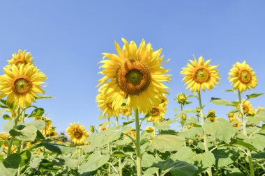 Ayçiçeği mavi gökyüzü altında