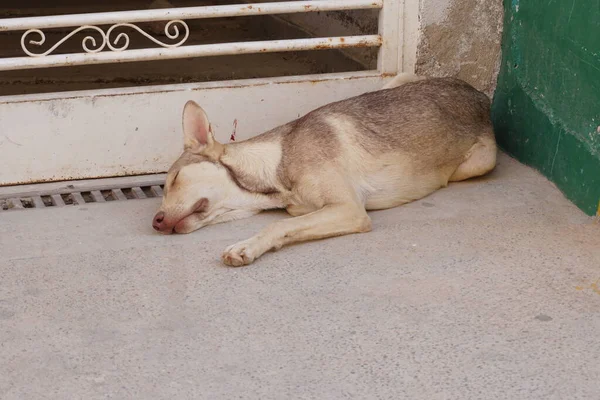 A brown homeless dog sleeps on ground