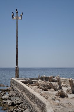 Salton Denizi, Pelikan iskelede