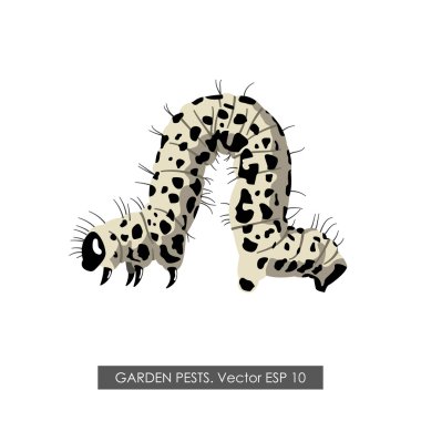 Bir tırtıl detaylı çizim beyaz bir arka plan üzerinde