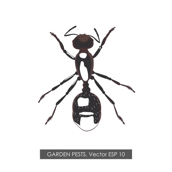 Podrobného výkresu mravenec na bílém pozadí — Stockový vektor