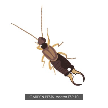 Detailed drawing earwig on a white background clipart