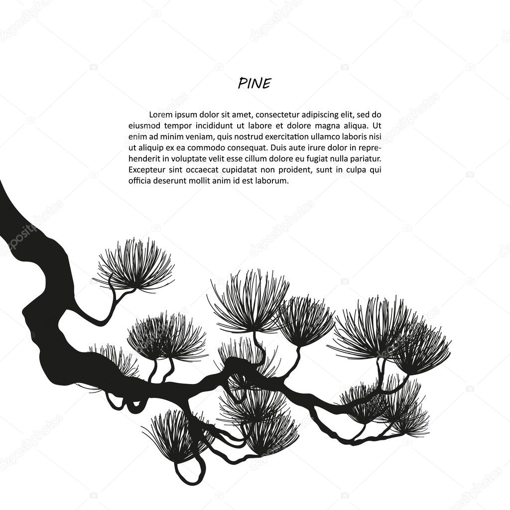 Black Silhouette Of Pine Branches On A White Background Stock Vector Image By C Shain