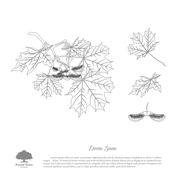 La imagen de contorno de una rama de arce. Rama, semillas y hojas o — Vector de stock