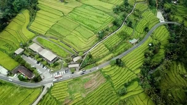 Plantação de arroz Jatiluwih em bali — Vídeo de Stock