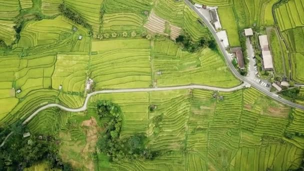 Estrada entre campos de arroz — Vídeo de Stock