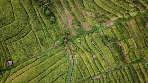 Jatiluwih rizs ültetvény Balin — Stock videók